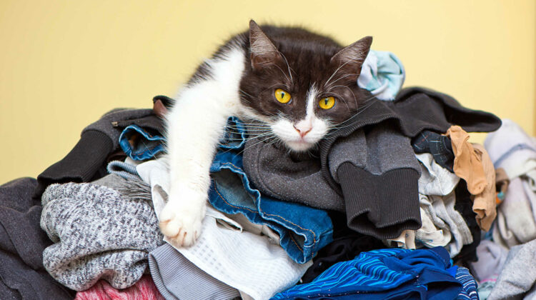 How to Stop a Cat from Peeing on Clothes