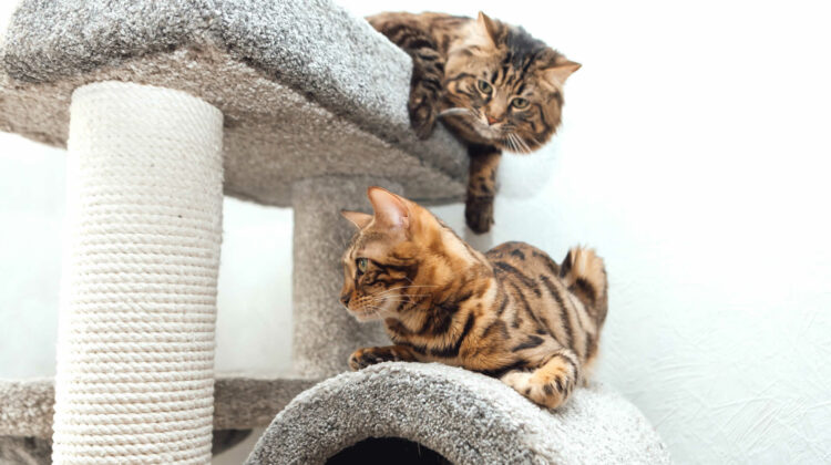 Best Cat Trees for Multiple Cats