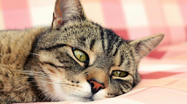 Cat Breathing Fast But Acting Normal Why What To Do 