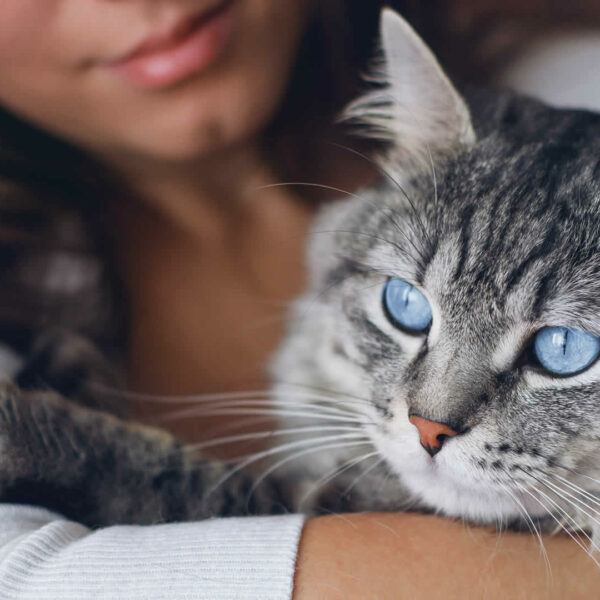 Wood Pellet Cat Litter Pros and Cons & Top 6 Options