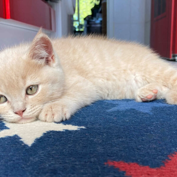 Cat Overgrooming How to Stop a Cat From Licking Its Fur Off
