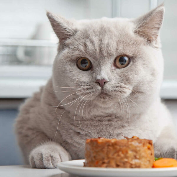 Cat Overgrooming How to Stop a Cat From Licking Its Fur Off