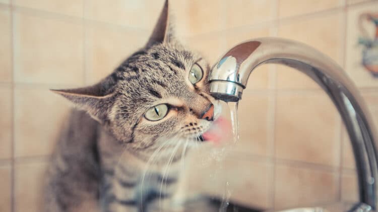 Cat Drinking a Lot of Water Suddenly