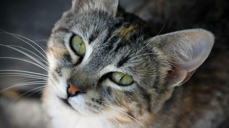 Cat Losing Hair Around Eyes