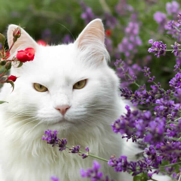 10 Best Realistic Cat Trees That Look Like A Tree (So Stylish!)