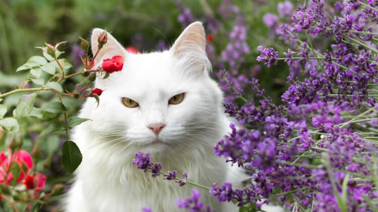 Do Cats Like the Smell of Lavender