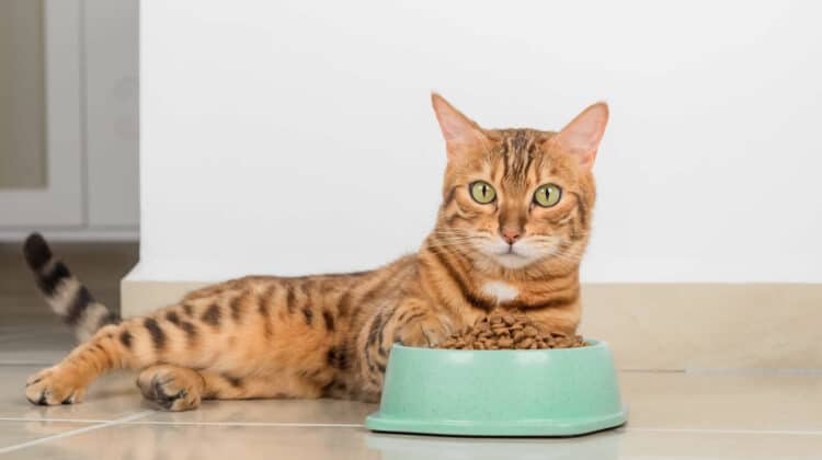 Food for Cats with Constipation