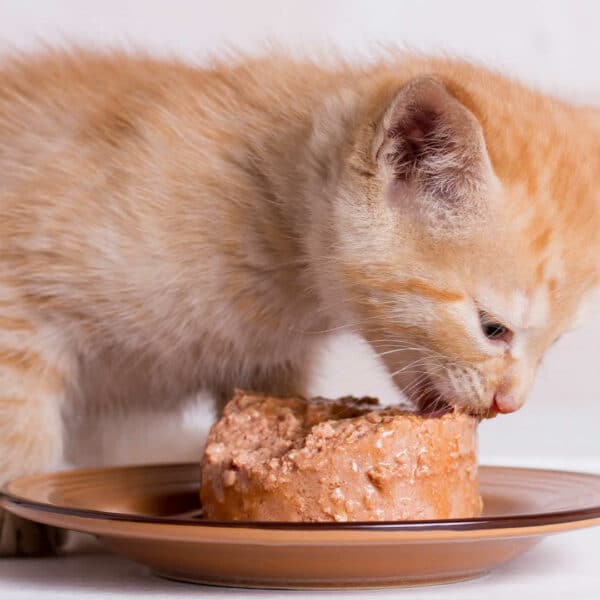 53 Human Foods Cats Can and Can’t Eat