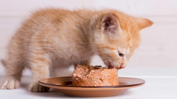 Do kittens need 2025 to eat kitten food