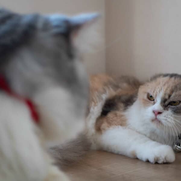 11 Emotionally Traumatized Cat Symptoms & How to Help Your Cat