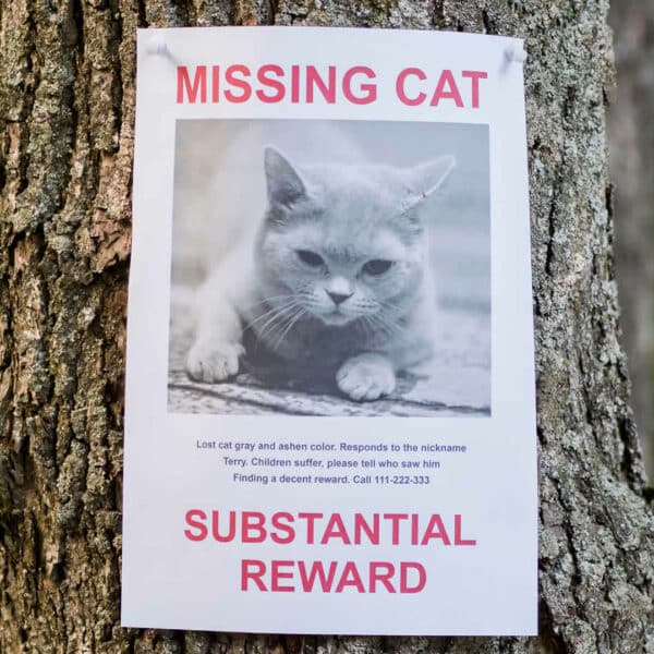 Cat Overgrooming How to Stop a Cat From Licking Its Fur Off