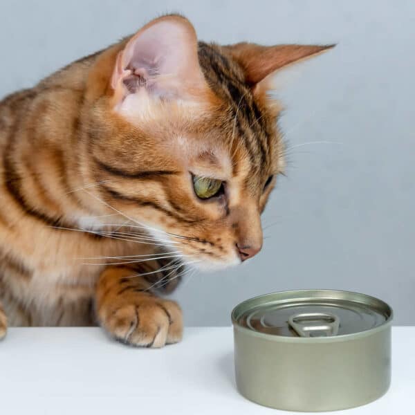 53 Human Foods Cats Can and Can’t Eat