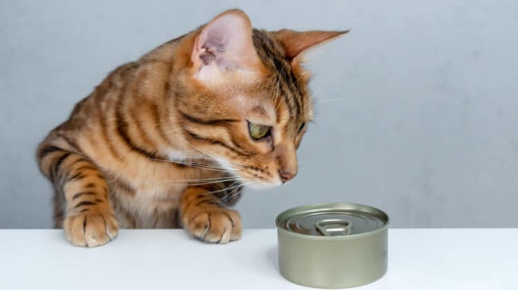 best cat food for urine crystals