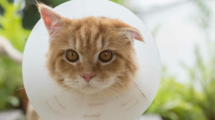 what-happens-if-you-neuter-a-cat-too-early-benefits-risks