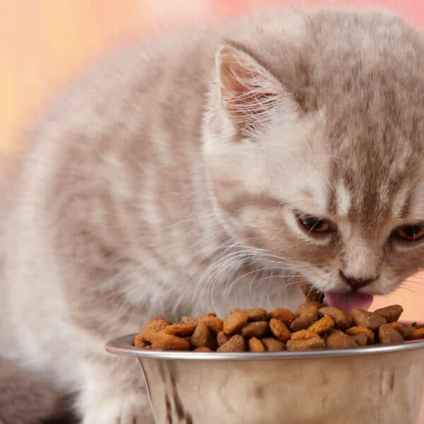 Why Is My Cat Sleeping More Than Usual? 11 Reasons