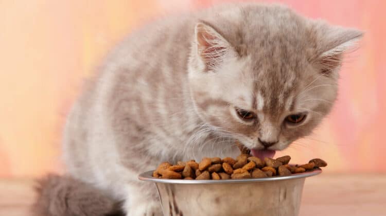 Should cats only 2025 eat dry food