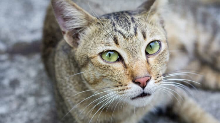 Cat Missing Patch Of Hair On Neck