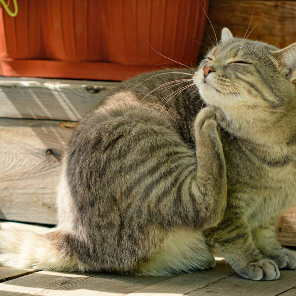 Cat Not Pooping But Acting Normal – Why & When To Worry
