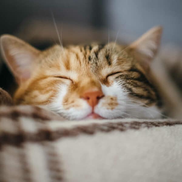 Looking for an Automatic Wet Cat Food Feeder? Best 9 Feeders