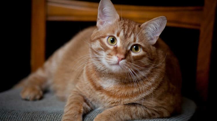 How To Treat Thyroid Disease In Cats