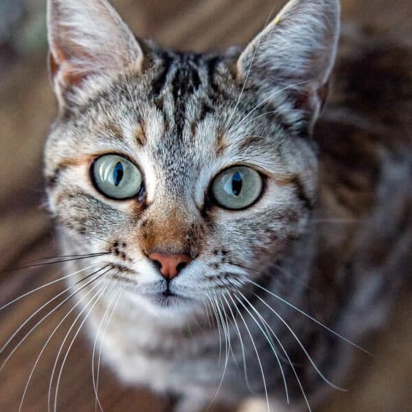 My Cat Is Breathing Heavy and Seems Lethargic 9 Reasons Why