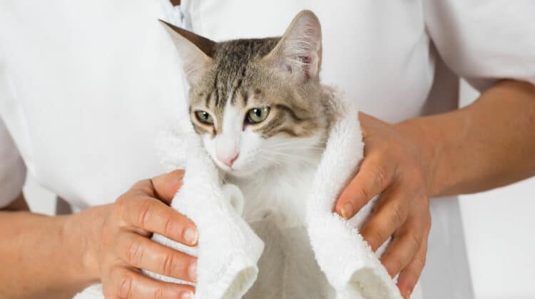 Signs of Infection After Neutering Cat